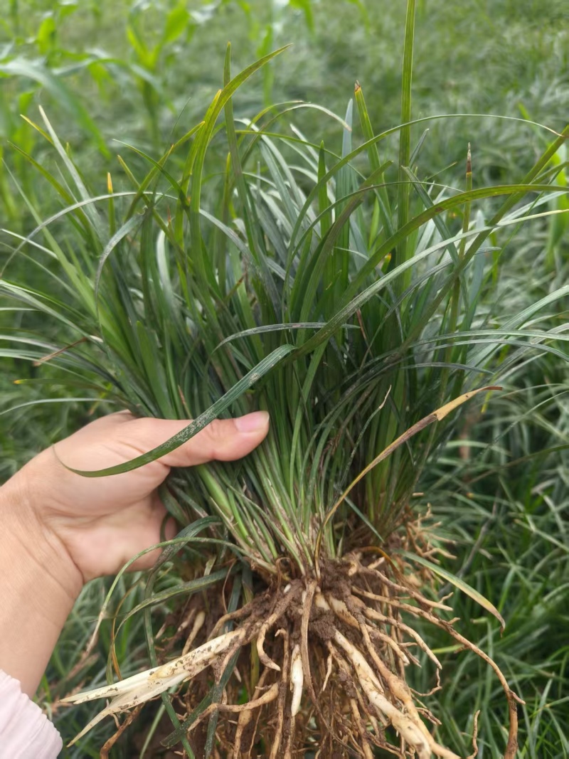 四川绵阳三台细叶麦冬草