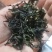 黄旦茶，奇兰茶