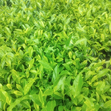 黄旦茶，奇兰茶