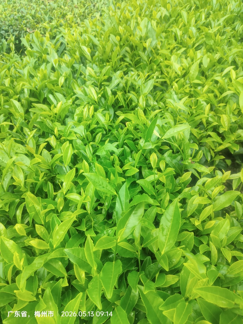 黄旦茶，奇兰茶