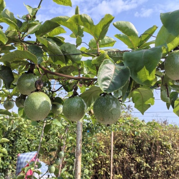 钦蜜九号百香果