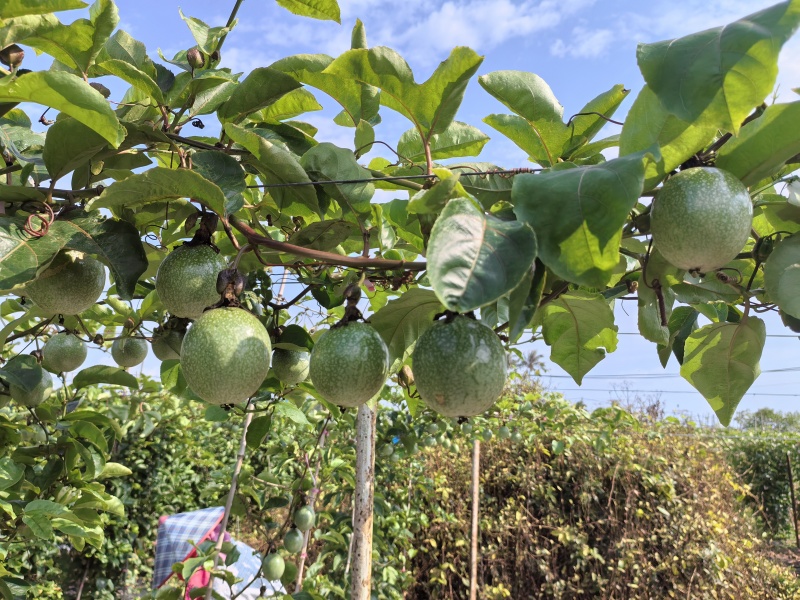 钦蜜九号百香果