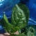 木耳菜