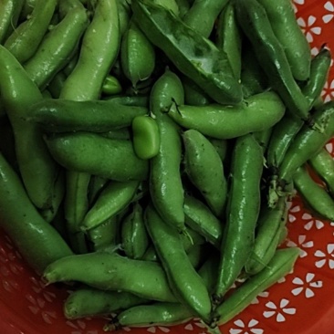 新鲜蚕豆产地直发