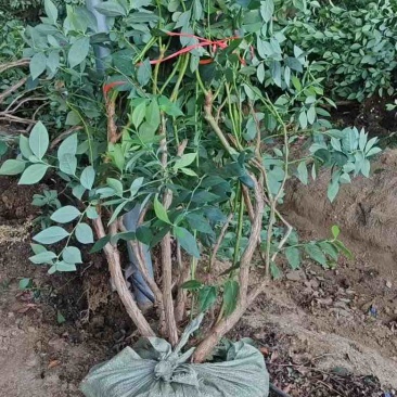 蓝莓苗山东优质蓝莓树大棚蓝莓树品种齐全地栽蓝莓树品质保证便宜