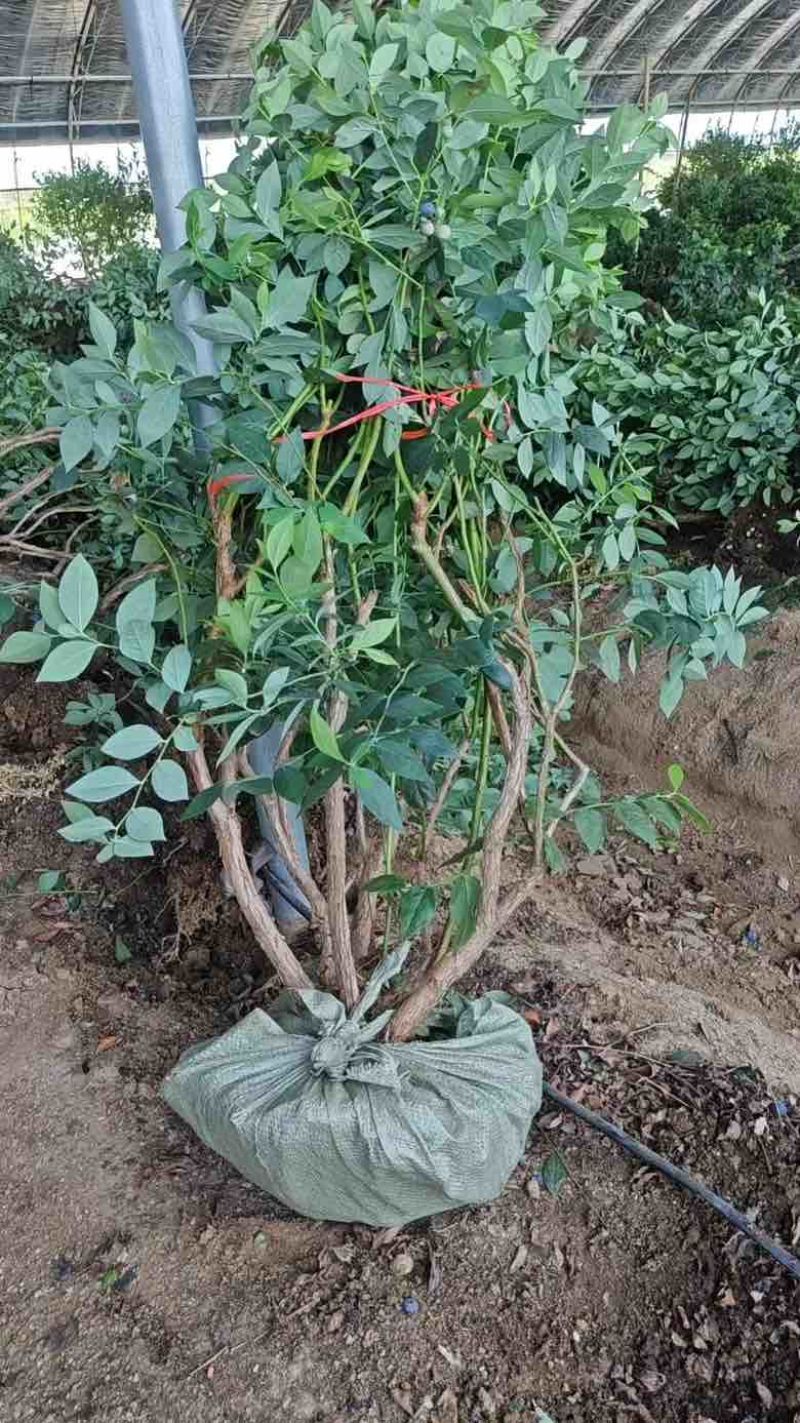 蓝莓苗山东优质蓝莓树大棚蓝莓树品种齐全地栽蓝莓树品质保证便宜