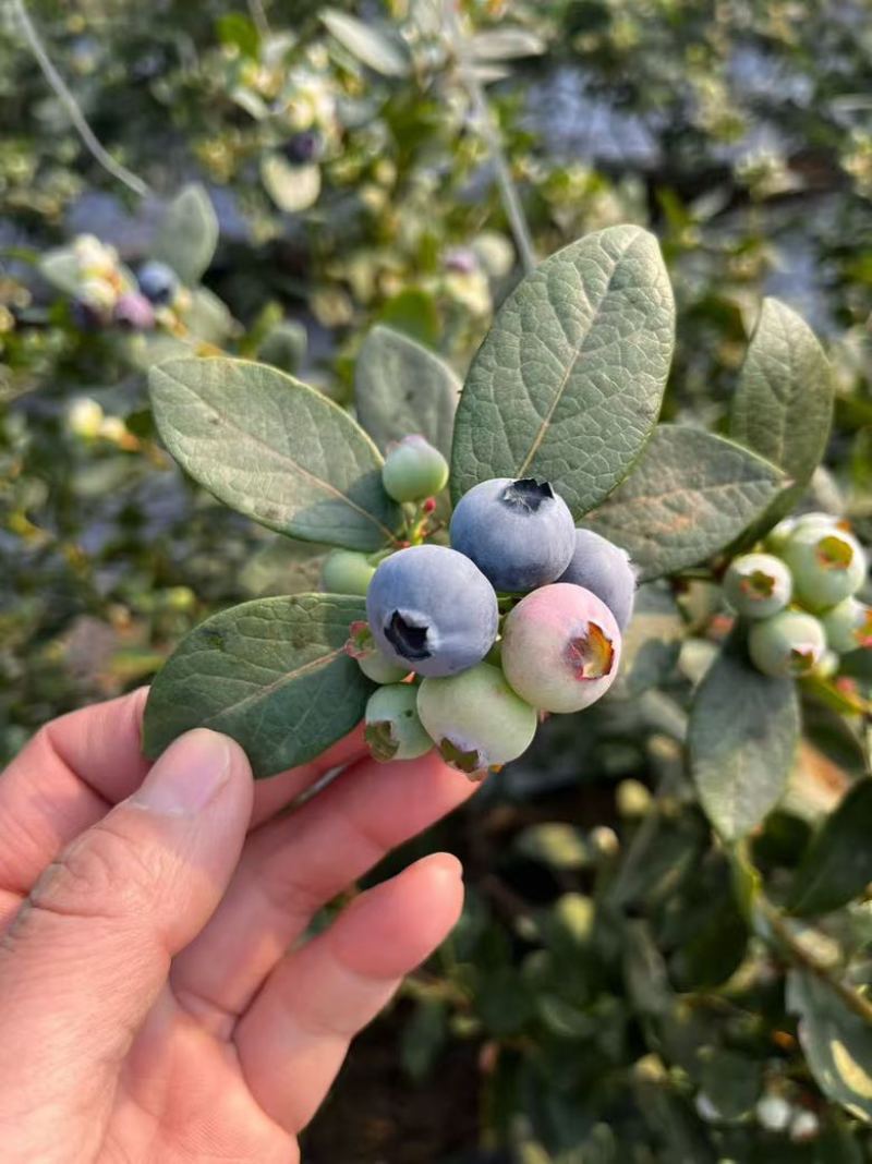 蓝莓苗山东优质蓝莓树大棚蓝莓树品种齐全地栽蓝莓树品质保证便宜