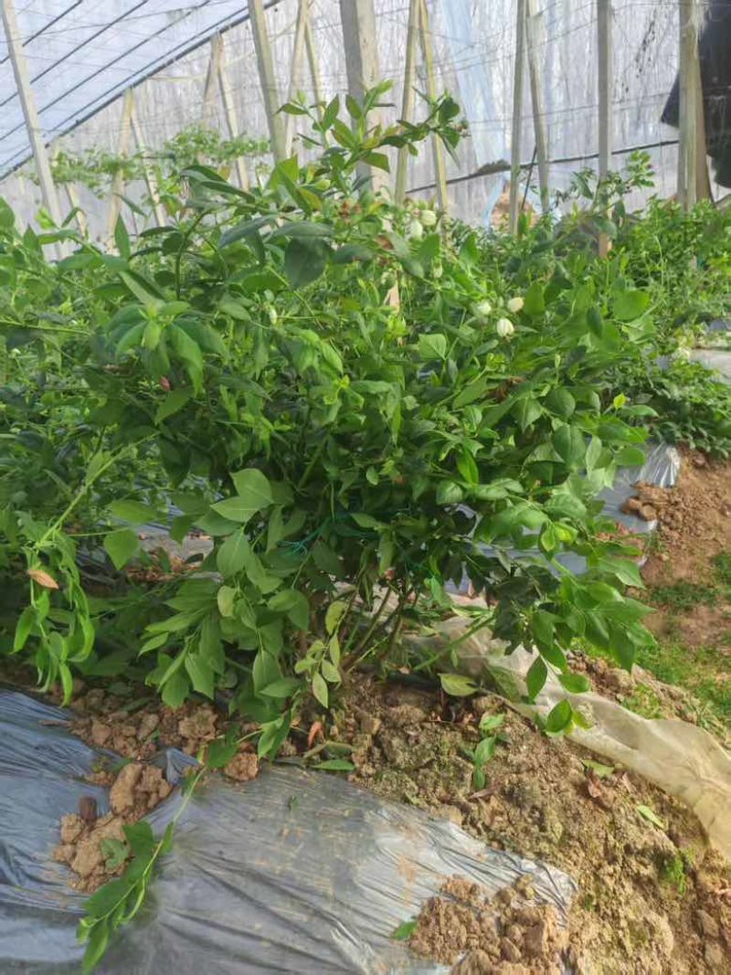 蓝莓苗山东优质蓝莓树大棚蓝莓树品种齐全地栽蓝莓树品质保证便宜