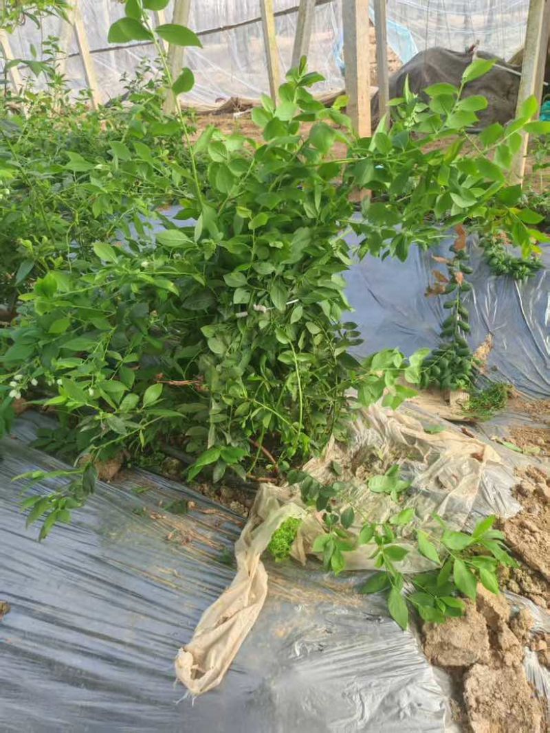 蓝莓苗山东优质蓝莓树大棚蓝莓树品种齐全地栽蓝莓树品质保证便宜