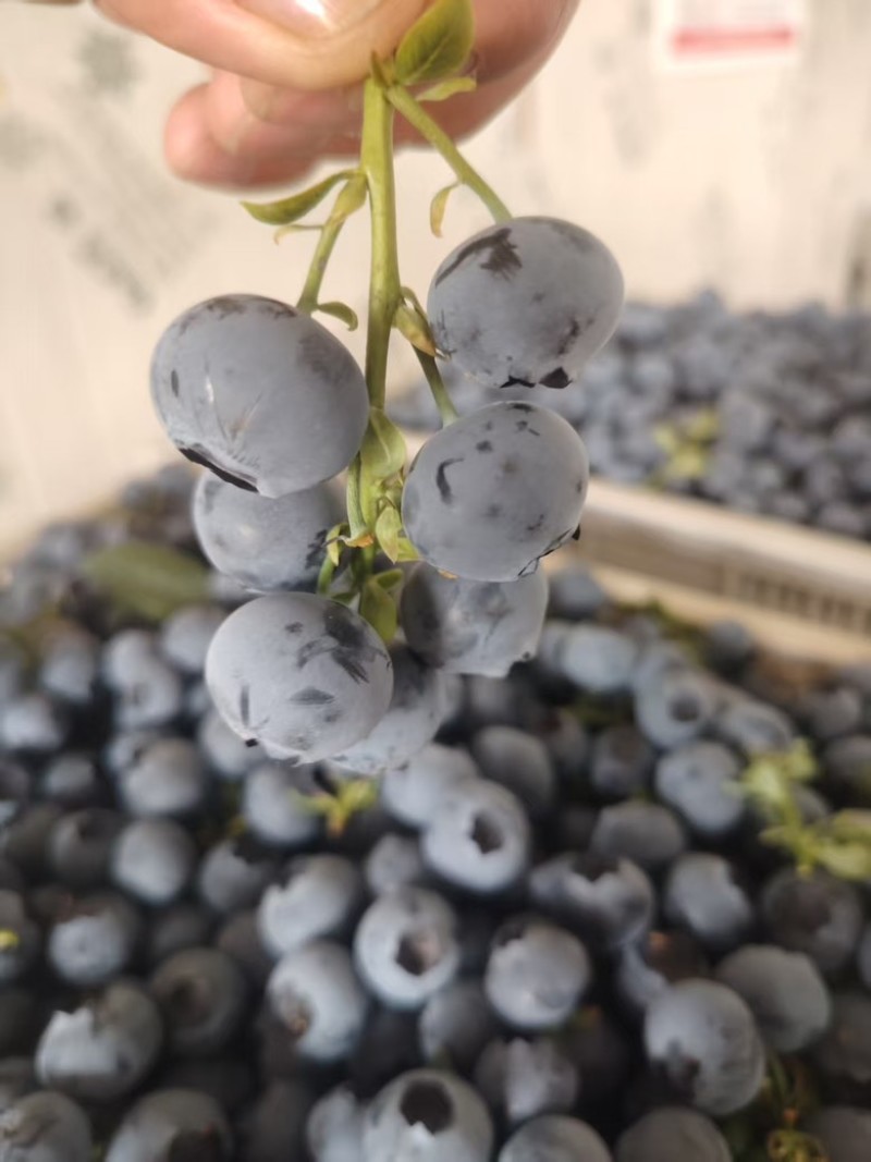 蓝莓苗山东优质蓝莓树大棚蓝莓树品种齐全地栽蓝莓树品质保证便宜