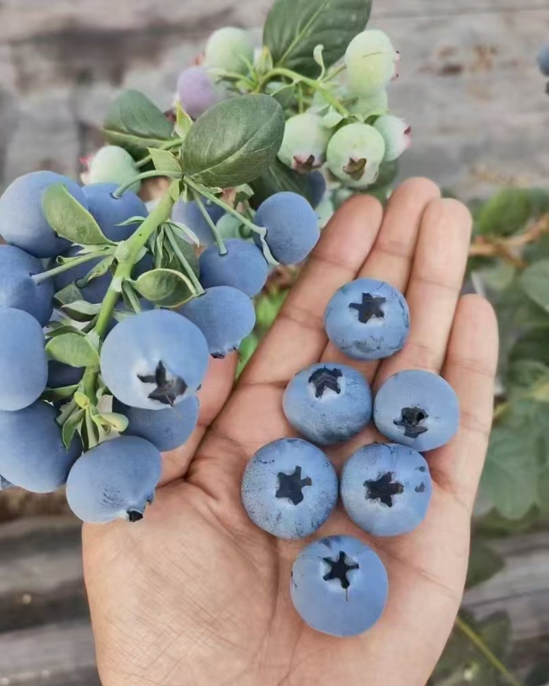 蓝莓苗山东优质蓝莓树大棚蓝莓树品种齐全地栽蓝莓树品质保证便宜