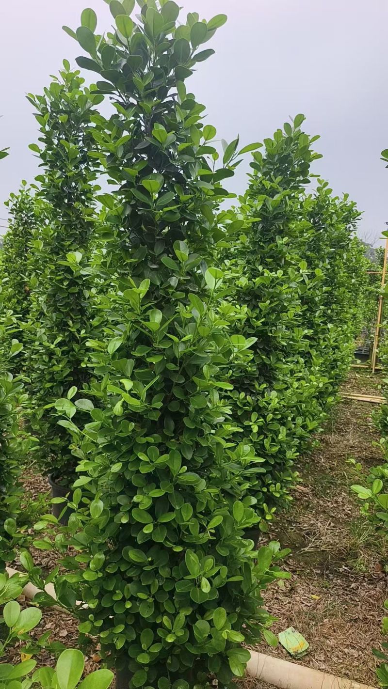 火山榕绿化苗木，乔木