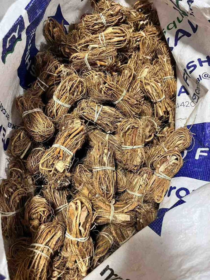 河源小扎把五指毛桃批量供应品质**长期供货稳定量大更优惠