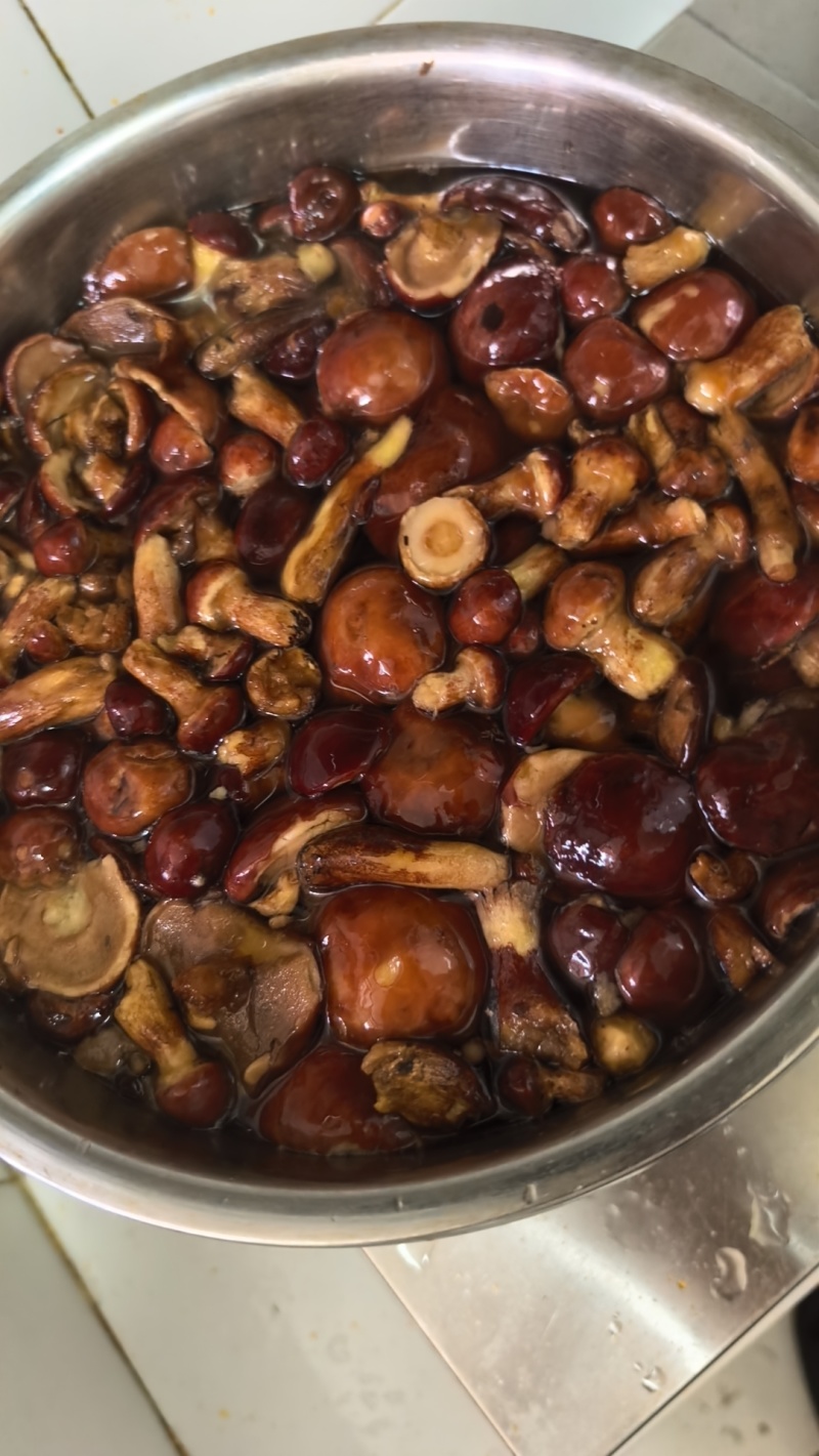 野生黄牛肝菌