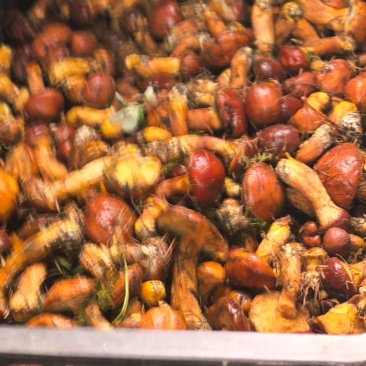 野生黄牛肝菌