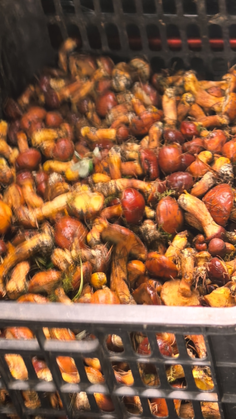 野生黄牛肝菌