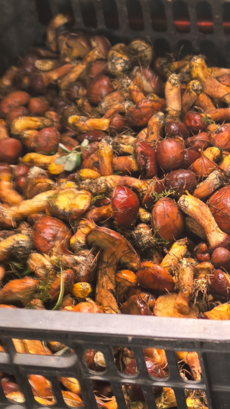 野生黄牛肝菌
