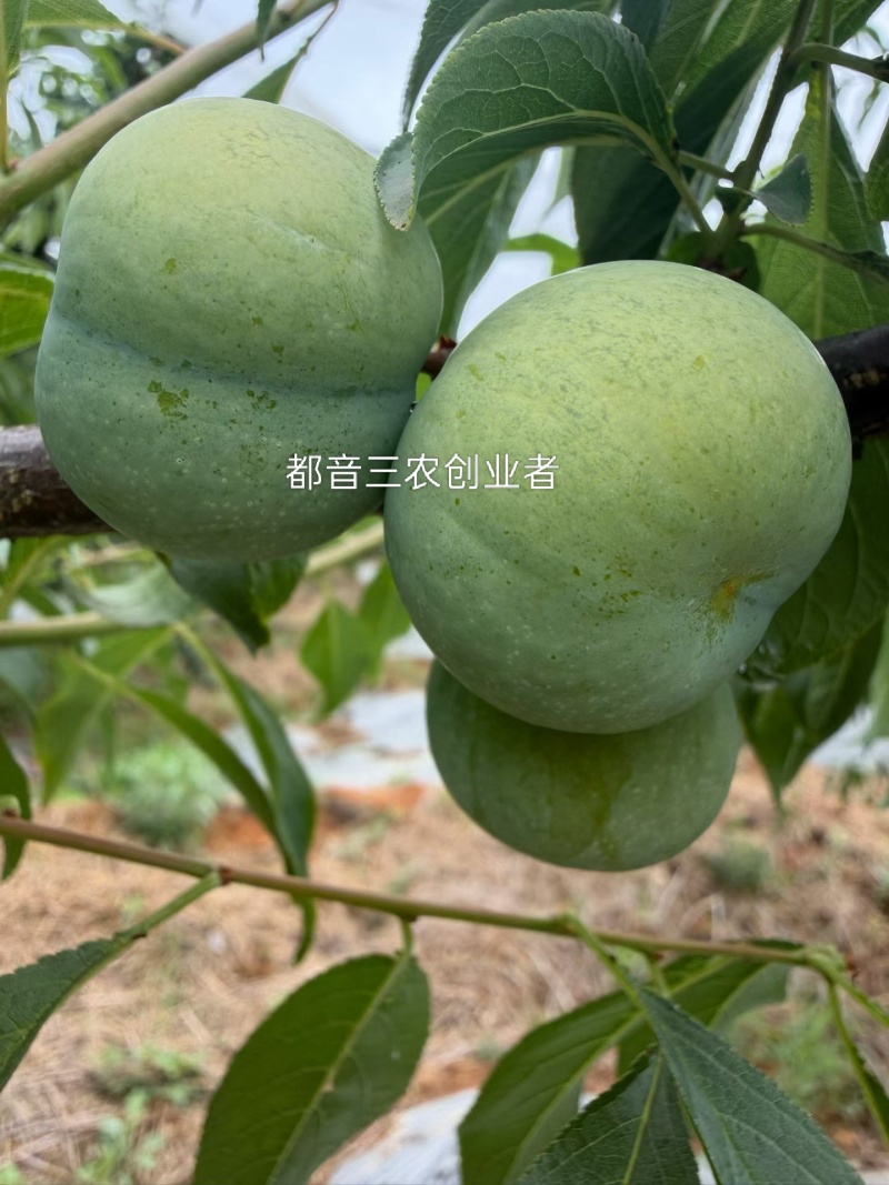 脱骨清脆甜度14.青翠李，口感清脆。**批**含糖14.1个
