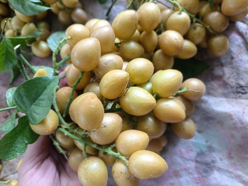 广东高州鸡心黄皮果电商一件代发，市场代办