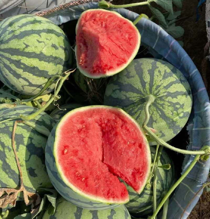 无籽美都，河南无籽美都产地直发，大量出货，诚信经营