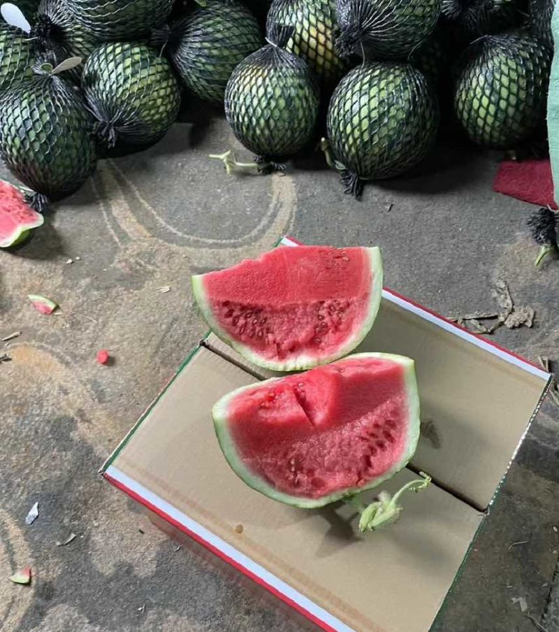 无籽美都，河南无籽美都产地直发，大量出货，诚信经营