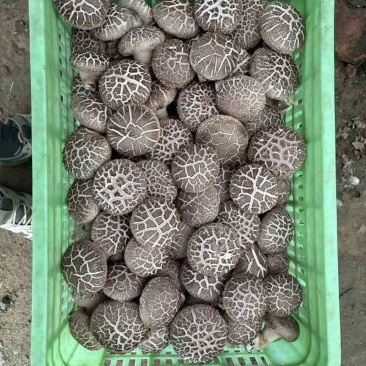 精品花菇现货出售外贸市场极品菇