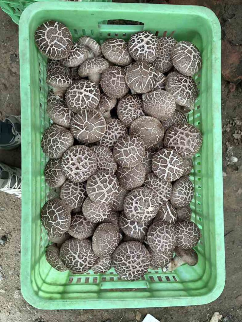 精品花菇现货出售外贸市场极品菇