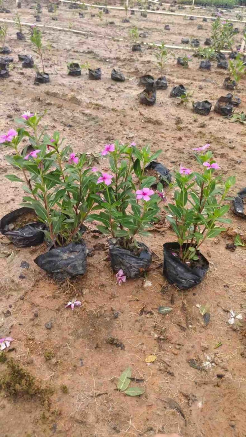 长春花20-60高，基地直销，一手货源，各种规格，大量出售