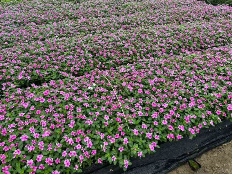 长春花20-60高，基地直销，一手货源，各种规格，大量出售