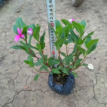 长春花20-60高，基地直销，一手货源，各种规格，大量出售