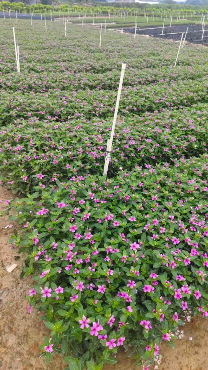 长春花20-60高，基地直销，一手货源，各种规格，大量出售