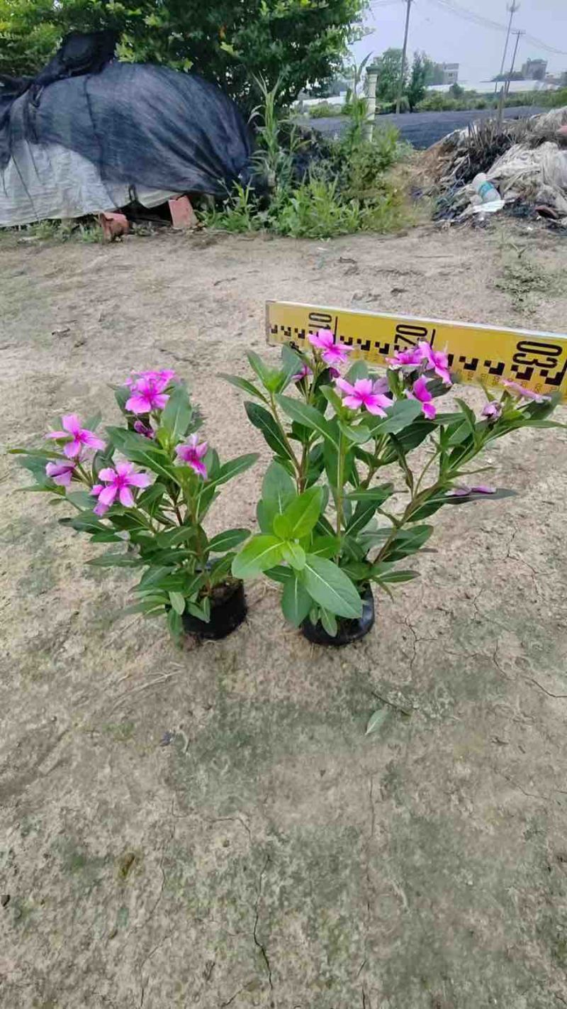 长春花20-60高，基地直销，一手货源，各种规格，大量出售