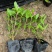 长春花20-50高，7斤袋，盆苗，一手货源，大量低价出售