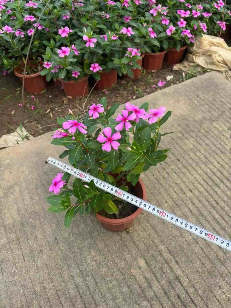 长春花20-50高，基地直销，一手货源，大量低价出售