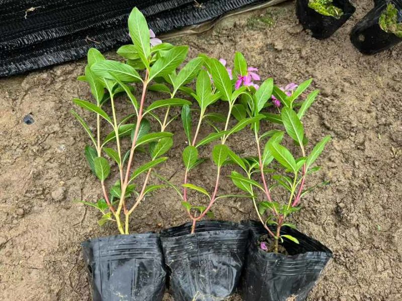 长春花20-50高，基地直销，一手货源，大量低价出售