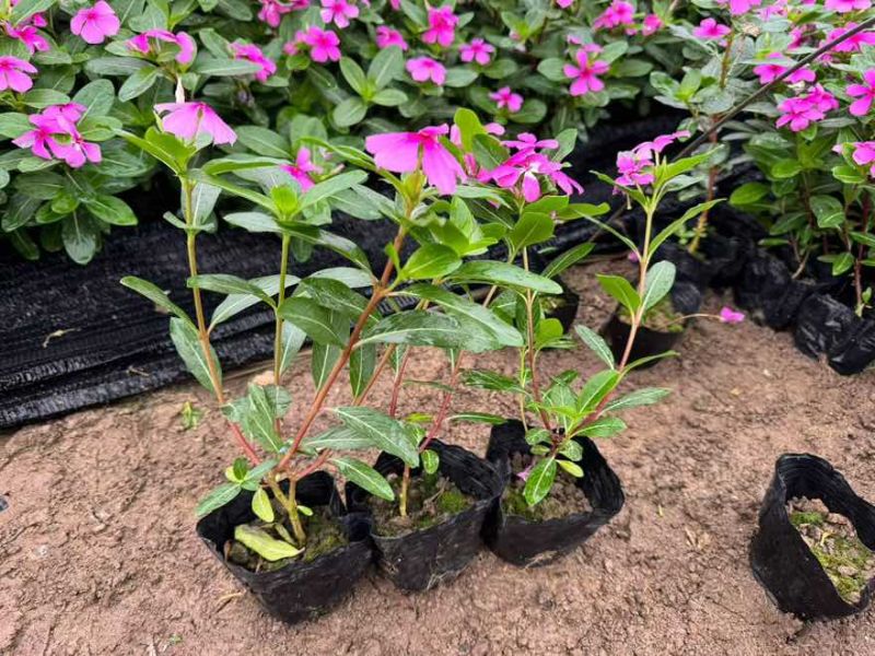长春花20-50高，基地直销，一手货源，大量低价出售