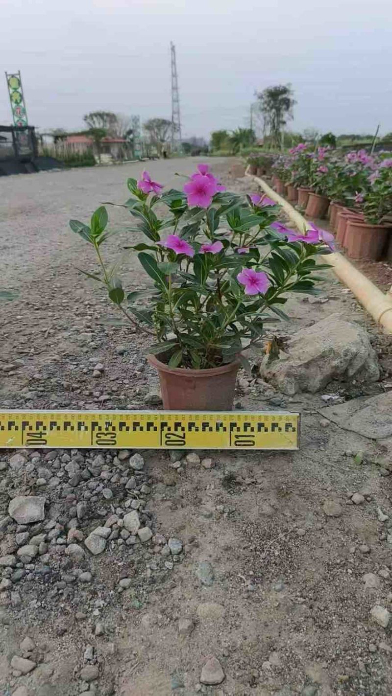 长春花20-50高，基地直销，一手货源，大量低价出售