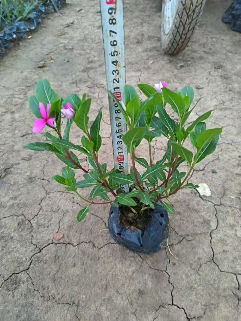 长春花20-50高，基地直销，一手货源，大量低价出售