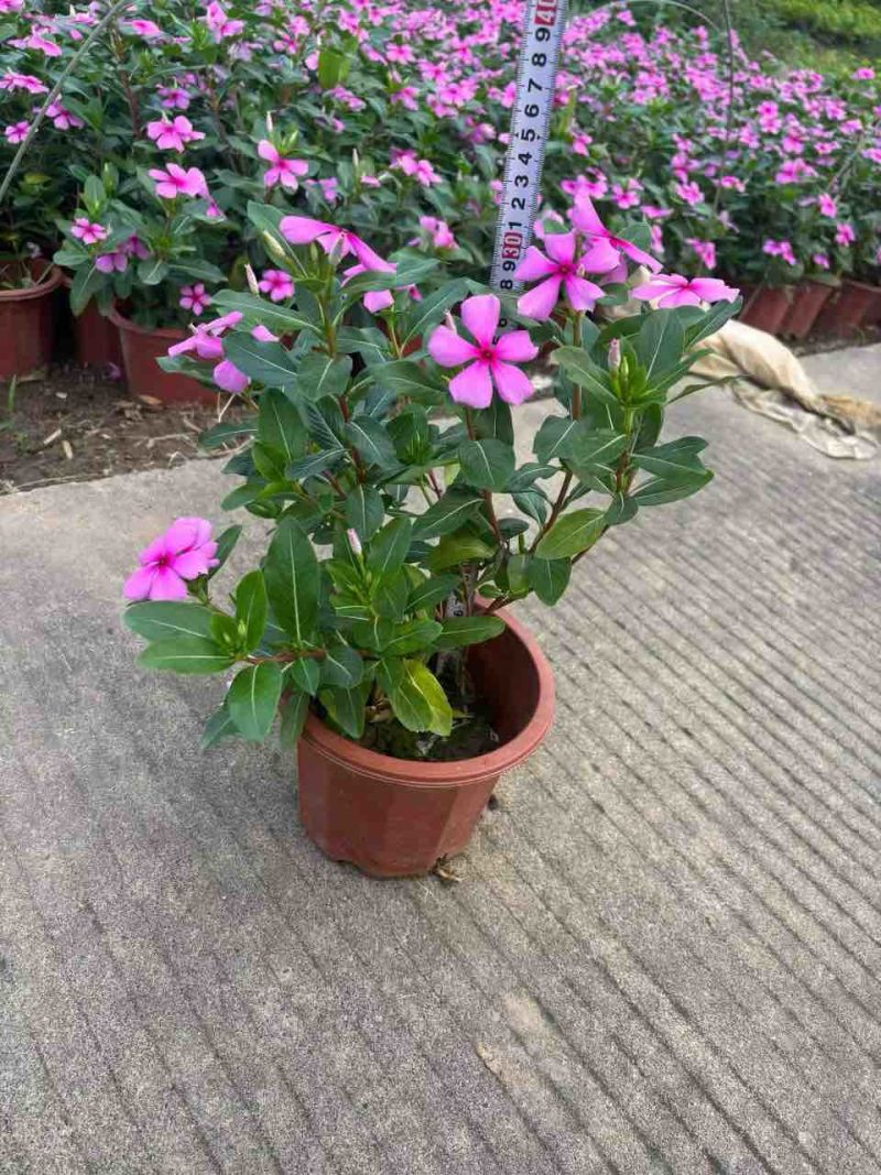 长春花20-50高，基地直销，一手货源，大量低价出售