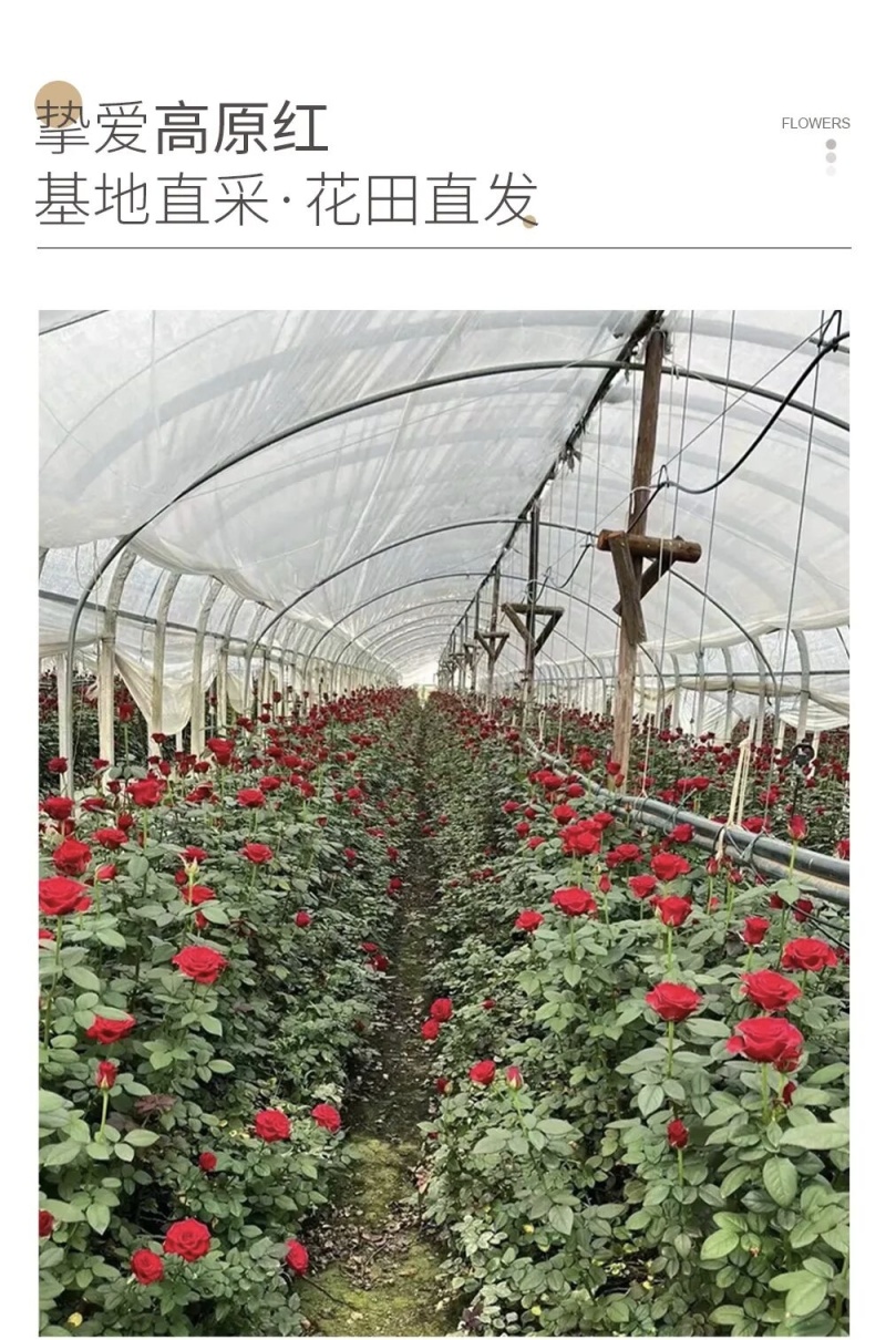 玫瑰花高原红，各种昆明的鲜花