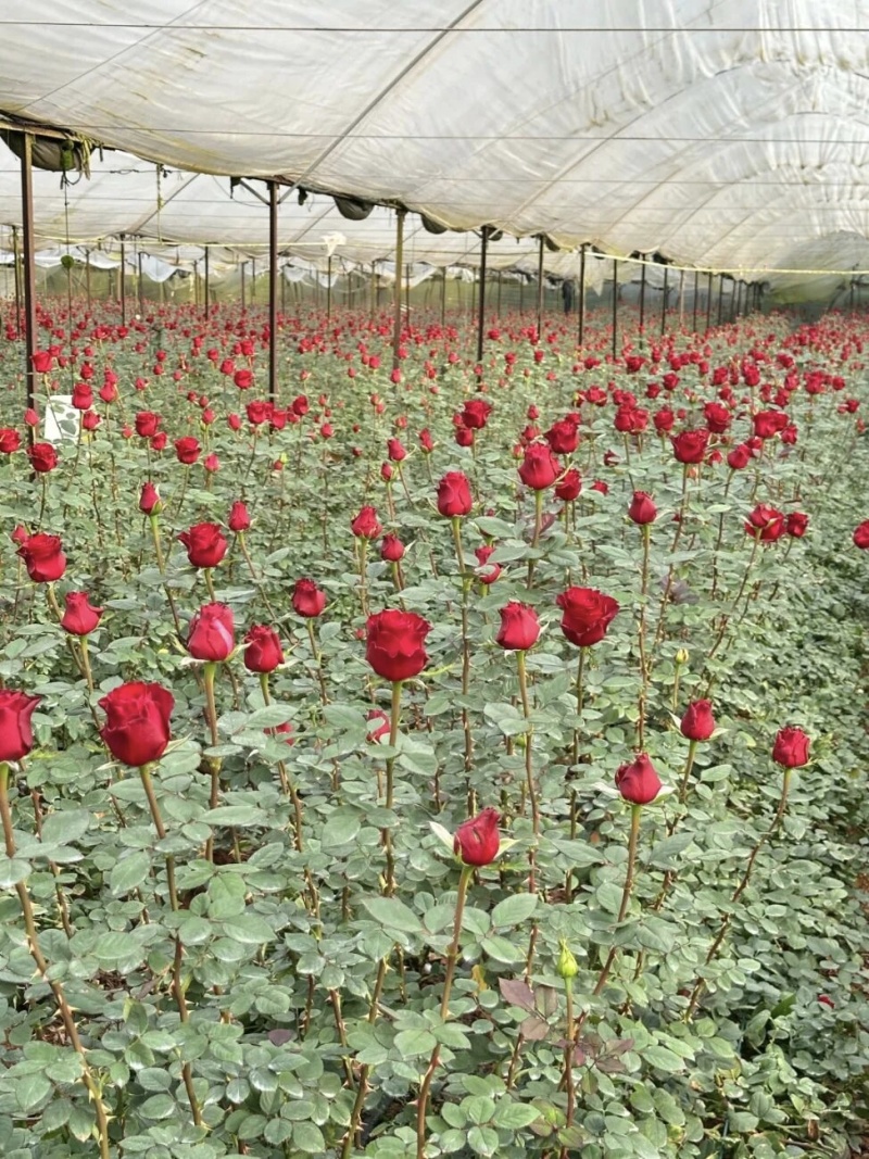 玫瑰花高原红，各种昆明的鲜花