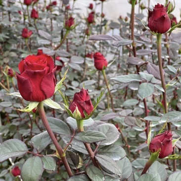 玫瑰花高原红，各种昆明的鲜花