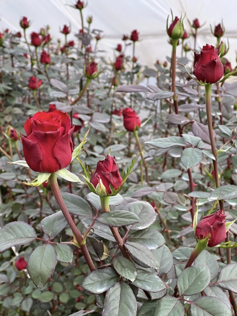 玫瑰花高原红，各种昆明的鲜花