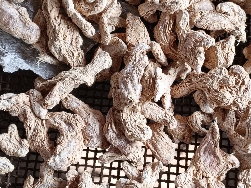 云南曲靖罗平板桥生产基地？！！大黄姜小黄姜加工！干姜块干姜片