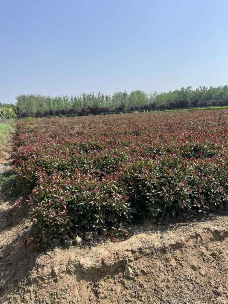 红叶石楠大杯苗