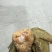 鲜肉粽子、蛋黄肉粽子、厂家直供、一件代发