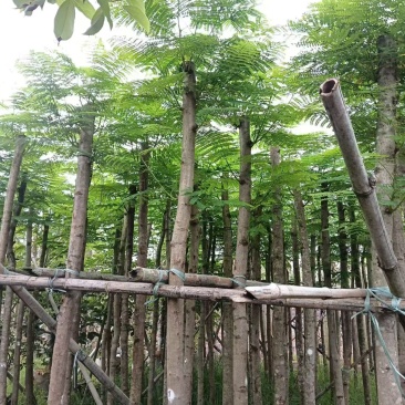 凤凰木。5-6公分。普宁苗木基地直供