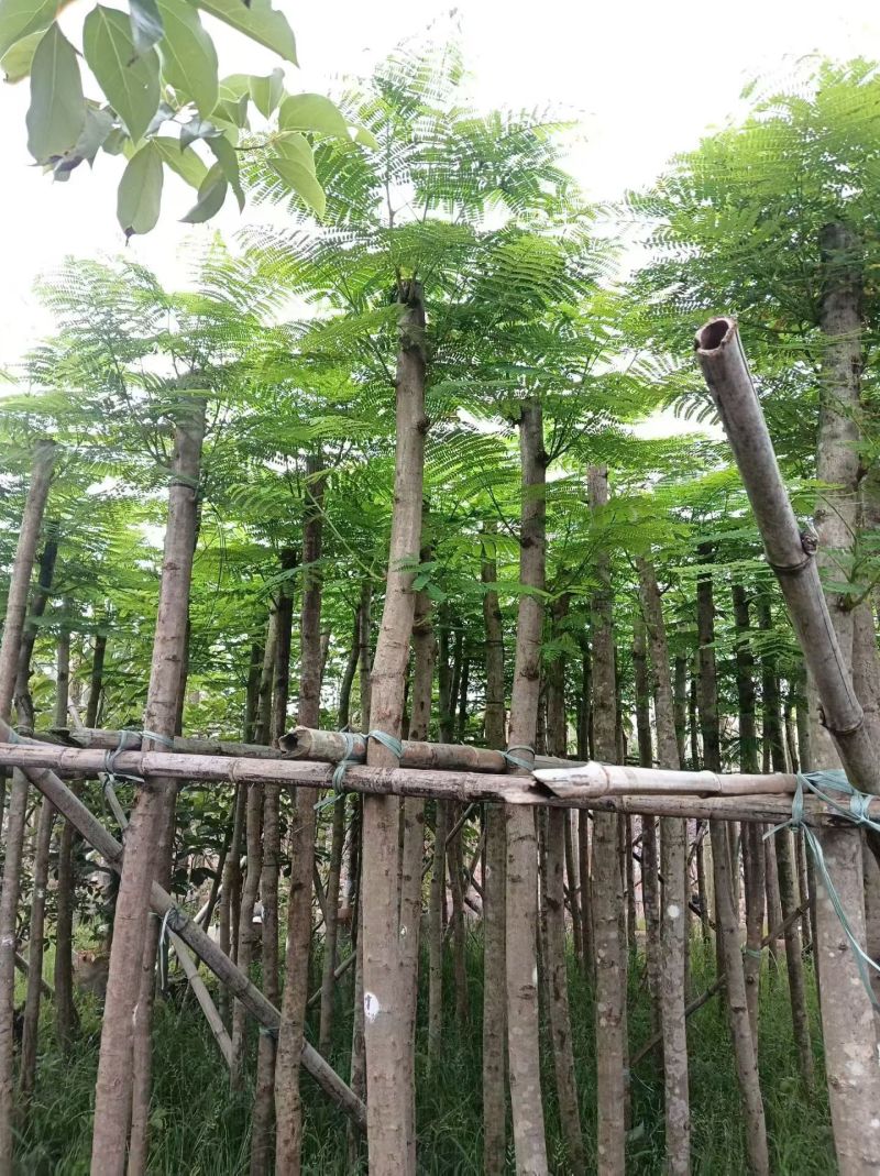凤凰木。5-6公分。普宁苗木基地直供