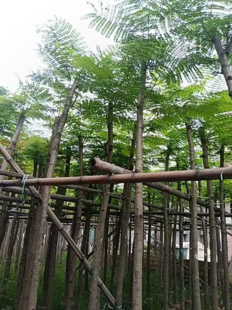 凤凰木。5-6公分。普宁苗木基地直供