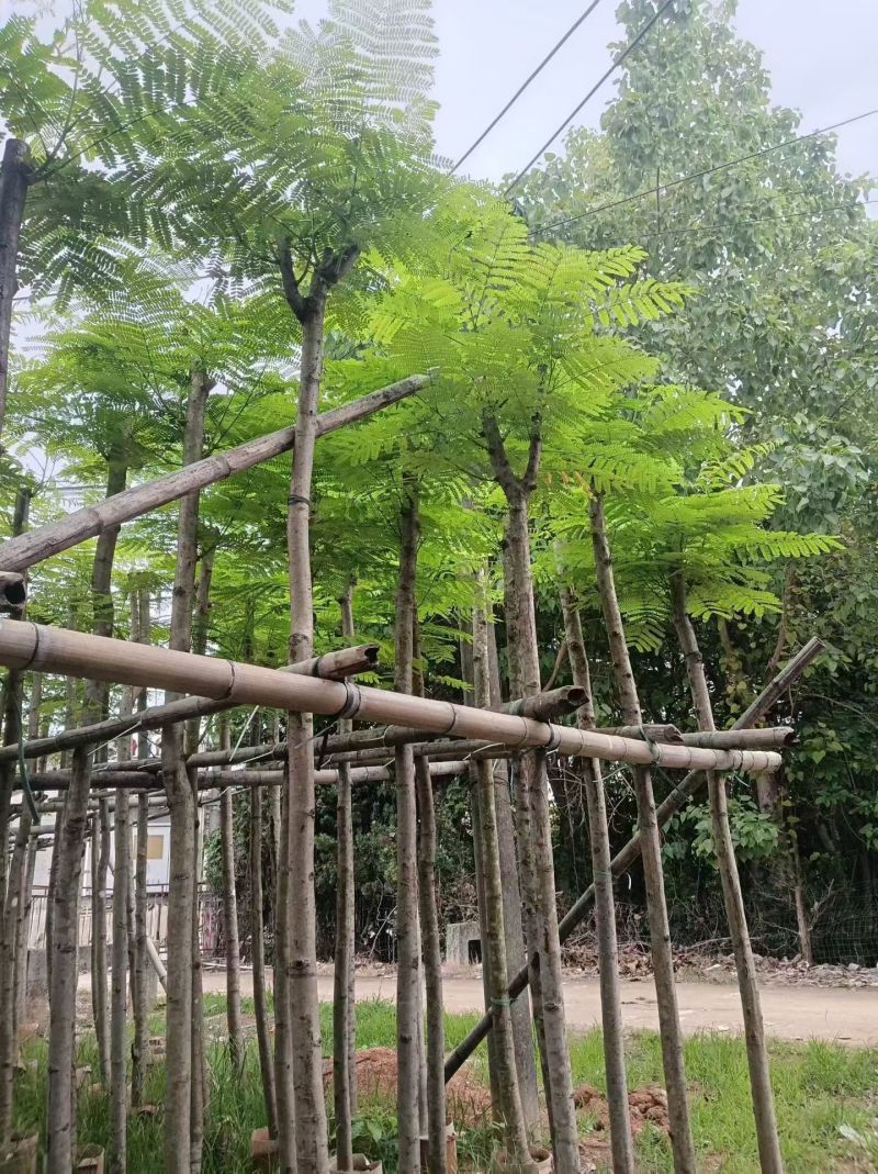 凤凰木。5-6公分。普宁苗木基地直供